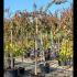 prunuskikushid 2.5-2.75 m buy online UK.