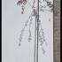 Prunus Kiku Shidare Zakura - Japanese Weeping Cherry 2-2.5 m buy online UK.