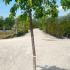 Prunus Kiku Shidare Zakura - Japanese Weeping Cherry 2.25-2.5 m buy online UK.