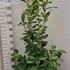 prunusl 1.25-1.5 m buy online UK.