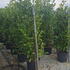 prunusl 2-2.5 m buy online UK.