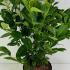 Prunus Laurocerasus - Cherry Laurel 1-1.25 m buy online UK.