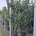 prunusl 3-3.5 m buy online UK.