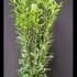 prunusl 1.75-2 m buy online UK.