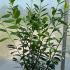 Prunus Laurocerasus - Cherry Laurel 1.25-1.5 m buy online UK.