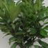 Prunus Laurocerasus - Cherry Laurel 60-80 cm buy online UK.