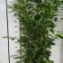 Prunus Laurocerasus - Cherry Laurel 1.5-1.75 m buy online UK.