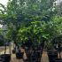 Prunus Laurocerasus - Cherry Laurel 2-2.5 m buy online UK.