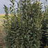 Prunus Laurocerasus Elly or Cherry Laurel Elly  