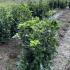 prunlauroetna 1.25-1.5 m buy online UK.