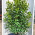 prunlauroetna 1.25-1.5 m buy online UK.