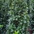 prunlauroetna 1.5-1.75 m buy online UK.