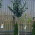Prunus Laurocerasus Full Standard Tree - Cherry Laurel Tree 3.2-3.5 m buy online UK.