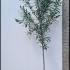 Prunus Laurocerasus Full Standard Tree - Cherry Laurel Tree 2.5-3 m buy online UK.