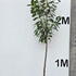 prunusltree 2.75-3.25 m buy online UK.