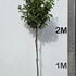 prunusltree 3-3.5 m buy online UK.