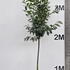 prunusltree 3.25-3.75 m buy online UK.