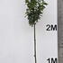 prunusltree 3.25-3.75 m buy online UK.