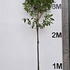 prunusltree 3.5-4 m buy online UK.