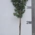 prunusltree 3.75-4.25 m buy online UK.