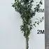 prunusltree 3.5-4 m buy online UK.