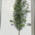 prunusltree 3.75-4.25 m buy online UK.