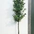 Prunus Laurocerasus Full Standard Tree - Cherry Laurel Tree 3.5-4 m buy online UK.
