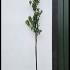 prunusltree 3-3.5 m buy online UK.