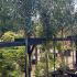 Prunus Laurocerasus Full Standard Tree - Cherry Laurel Tree 3.5-4 m buy online UK.
