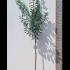 Prunus Laurocerasus Full Standard Tree - Cherry Laurel Tree 3-3.50 m buy online UK.