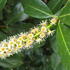 Prunus laurocerasus full standard cherry laurel tree with upright white flower spikes