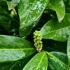 Prunus Laurocerasus Genolia is a compact, evergreen shrub with glossy dark green leaves, ideal for forming a dense, low-maintenance hedge that provides year-round privacy and structure.