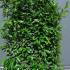 Prunus Laurocerasus Genolia Hedging  1.8 m buy online UK.
