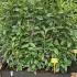 plghs 1.4 m buy online UK.