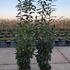 plghs 1.75-2 m buy online UK.