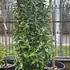 plghs 1.75-2 m buy online UK.