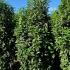 Prunus Laurocerasus Genolia Hedging  2-2.25 m buy online UK.