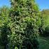 Prunus Laurocerasus Genolia Hedging  2.25-2.5 m buy online UK.