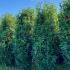 Prunus Laurocerasus Genolia Hedging  2.5-2.75 m buy online UK.