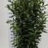 Prunus Laurocerasus Genolia Hedging  1.5-1.75 m buy online UK.
