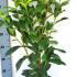 Prunus Laurocerasus Genolia Hedging  80-100 cm buy online UK.