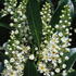 Prunus Laurocerasus Otto Luyken. Cherry Laurel Otto Luyken plants for sale online with UK delivery.