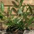 Prunus laurocerasus Zabeliana 25-30 cm buy online UK.
