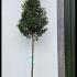 Prunus Lusitanica Angustifolia Full Standard Tree 3.5-3.75 m buy online UK.