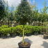 prunuslustree 2.75-3 m buy online UK.