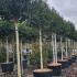Prunus Lusitanica Angustifolia Full Standard Tree 3-3.5 m buy online UK.
