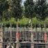 Prunus Lusitanica Angustifolia Full Standard Tree 3.25-3.75 m buy online UK.