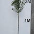 prunuslustree 1.75-2 m buy online UK.