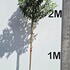 prunuslustree 2.25-2.75 m buy online UK.
