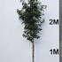 prunuslustree 2.5-3 m buy online UK.